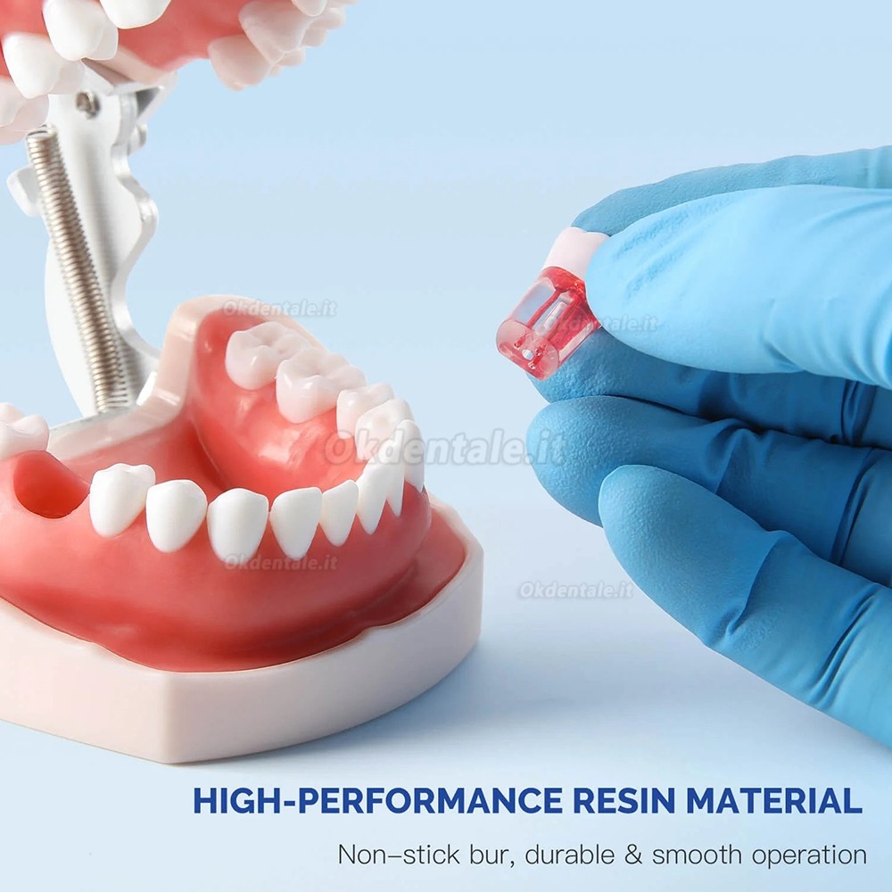 Typodont dentale 28 pezzi /set , modello di pratica canalare